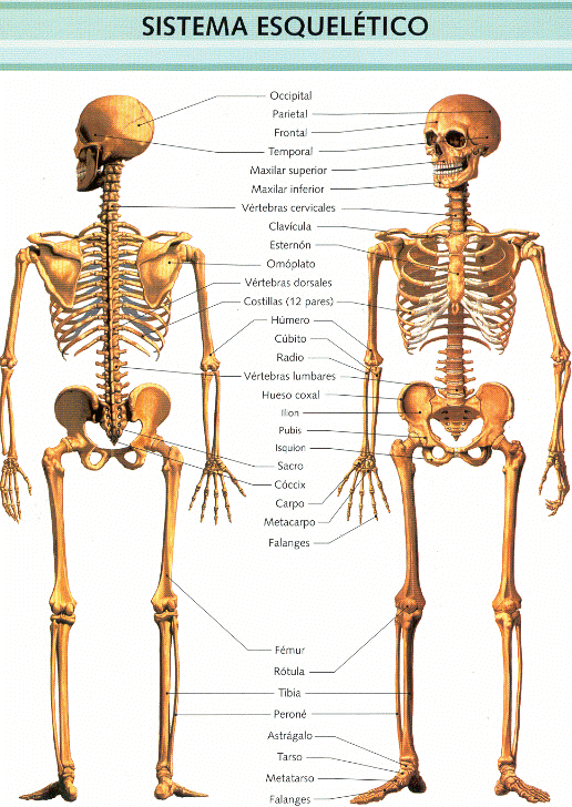 Conceptos - Sistemas del cuerpo humano